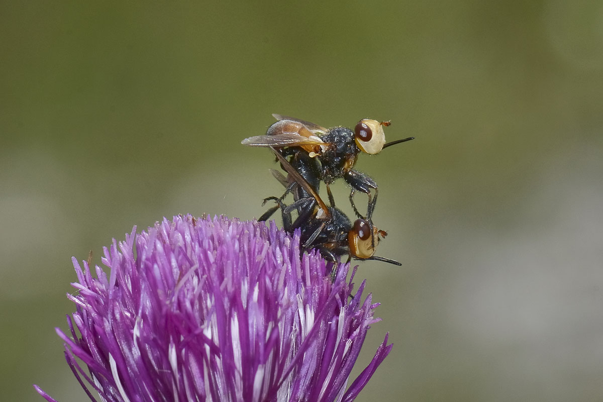 Melanosoma bicolor?